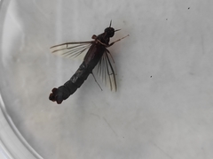 Atractocerus brasiliensis