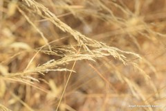 Agrostis castellana