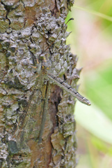 Ascaloptynx appendiculata