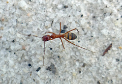 Camponotus socius