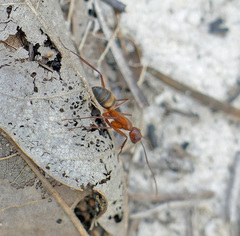 Camponotus socius