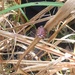 photo of Shamrock Orbweaver (Araneus trifolium)