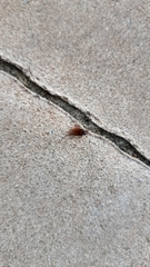 Maladera holosericea