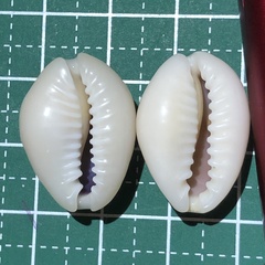 Monetaria annulus