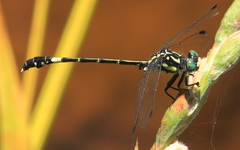 Austroepigomphus praeruptus
