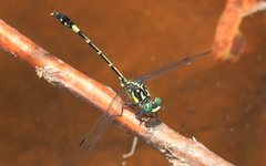 Austroepigomphus praeruptus