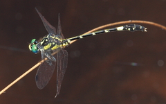 Austroepigomphus praeruptus