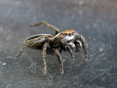 Phlegra obscurimagna