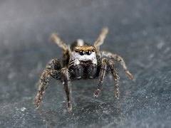 Phlegra obscurimagna