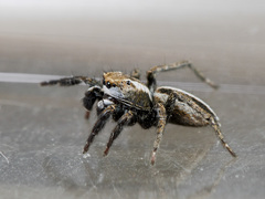 Phlegra obscurimagna