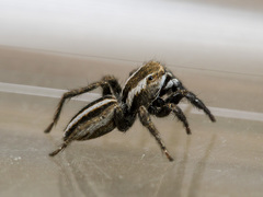 Phlegra obscurimagna