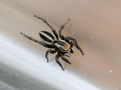 Phlegra obscurimagna