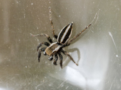 Phlegra obscurimagna