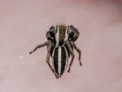 Phlegra obscurimagna