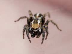 Phlegra obscurimagna