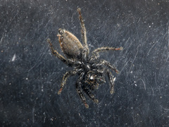 Phlegra obscurimagna