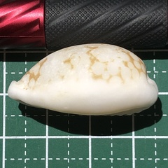 Cribrarula cribraria