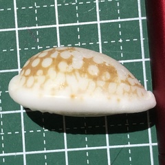 Cribrarula cribraria