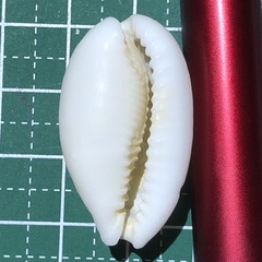 Cribrarula cribraria