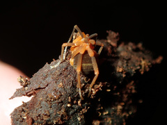 Zalmoxidae