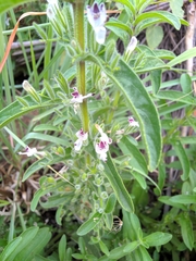 Andrographis echioides
