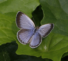 Pseudozizeeria maha maha