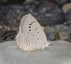 Pseudozizeeria maha maha