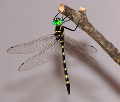 Macromia pacifica