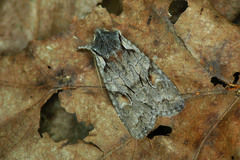 Lithophane furcifera