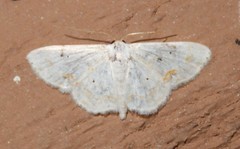 Scopula lautaria