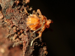 Zalmoxidae