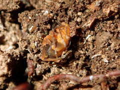 Zalmoxidae