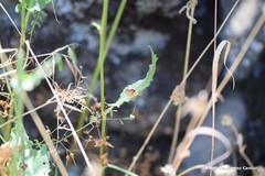 Sanguisorba verrucosa