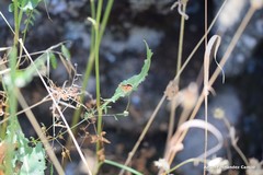 Sanguisorba verrucosa