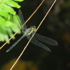 Agrionoptera longitudinalis biserialis