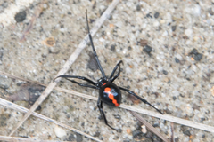 Latrodectus mactans