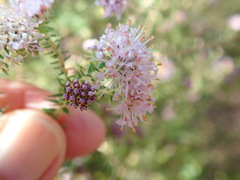 Agathosma juniperifolia