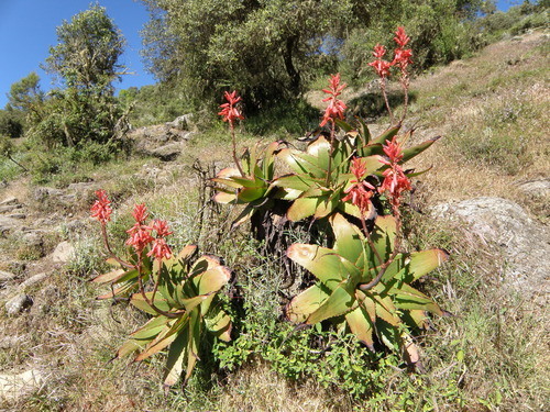 Aloe steudneri