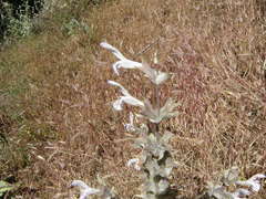 Lamiaceae