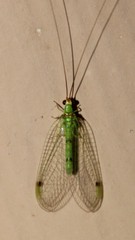 Leucochrysa explorata