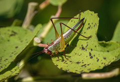 Orchelimum pulchellum