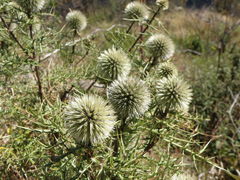 Echinops
