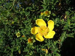 Hypericum