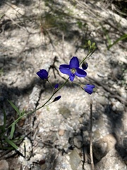 Heliophila linearis linearis
