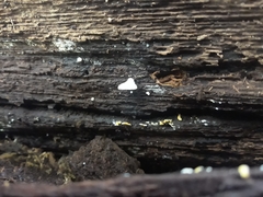 Arrhenia acerosa