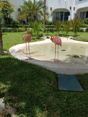 Phoenicopteriformes