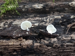 Arrhenia acerosa