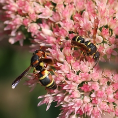 Parancistrocerus vagus