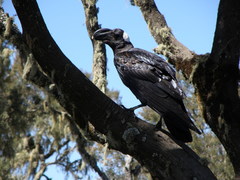 Corvus crassirostris