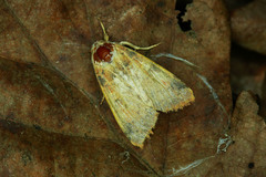 Xanthia gilvago